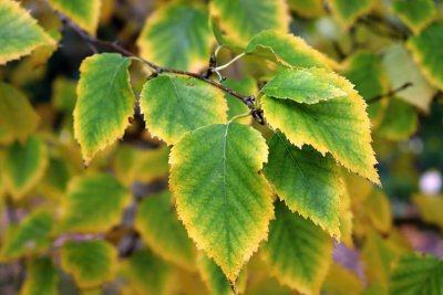 Betula papyrifera - bříza papírová - listy podzim (2)